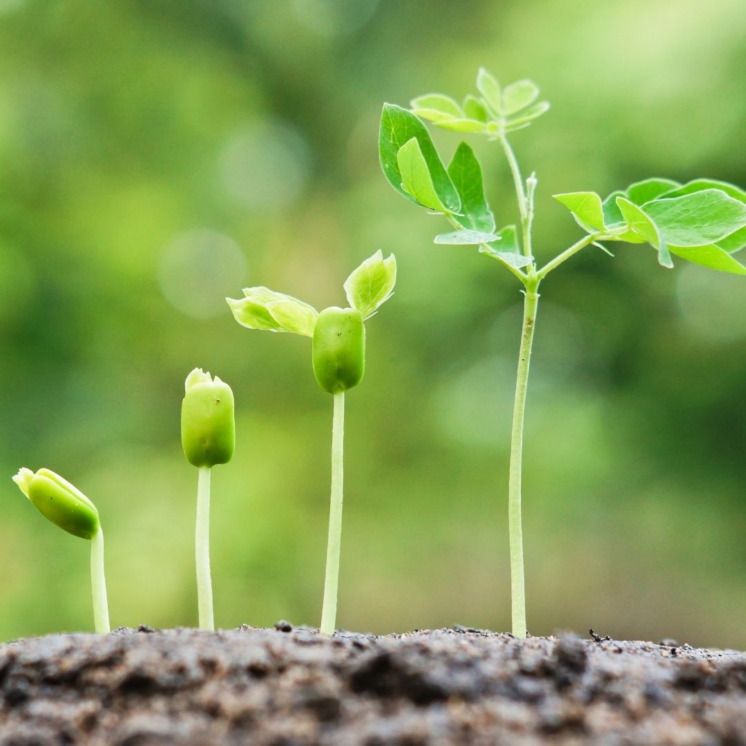 Growing strong in the Dokha industry Authentic from UAE Enjoy Dokha