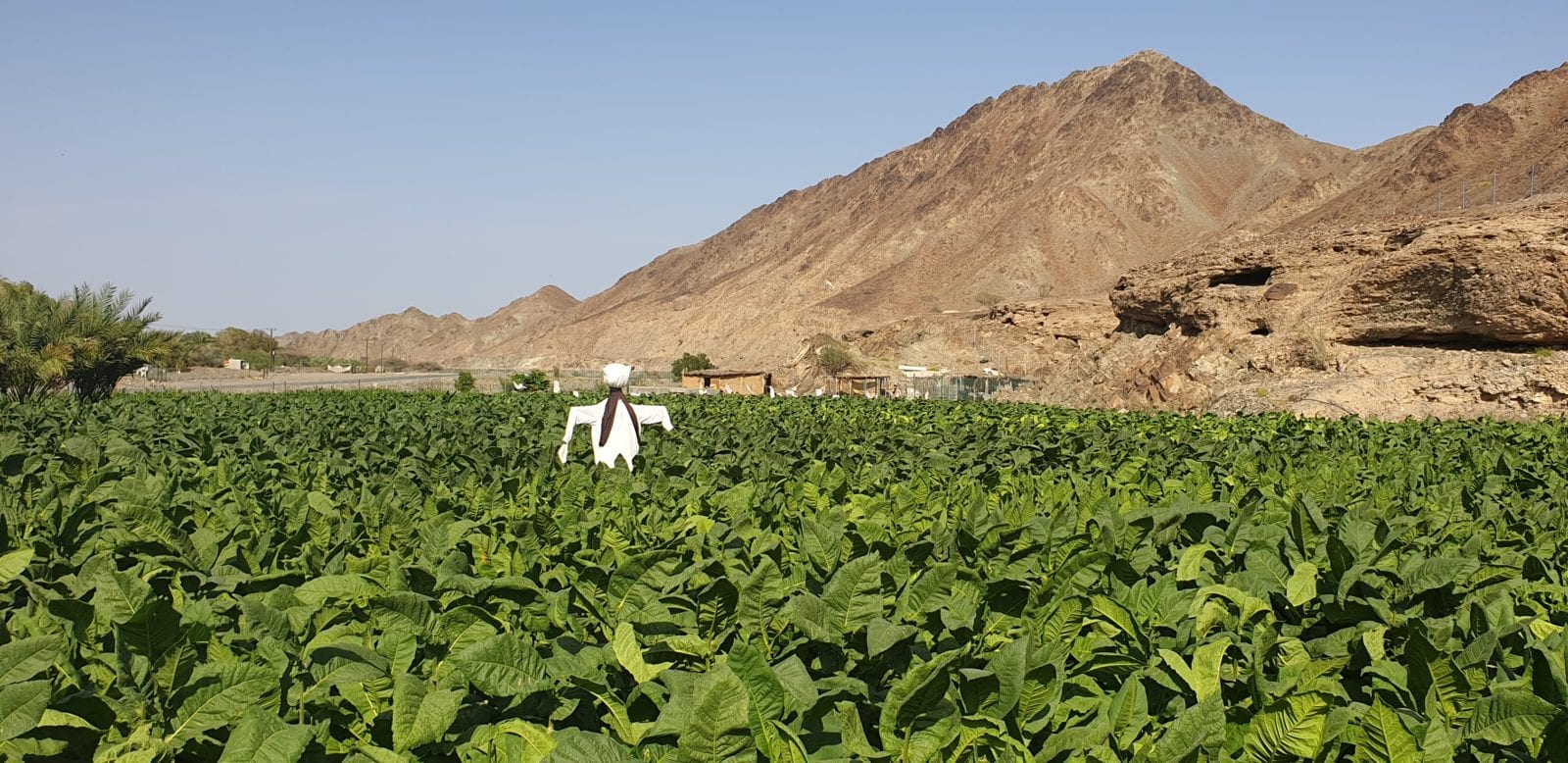 Overview of Dokha (Arabic Tobacco) Authentic from UAE Enjoy Dokha