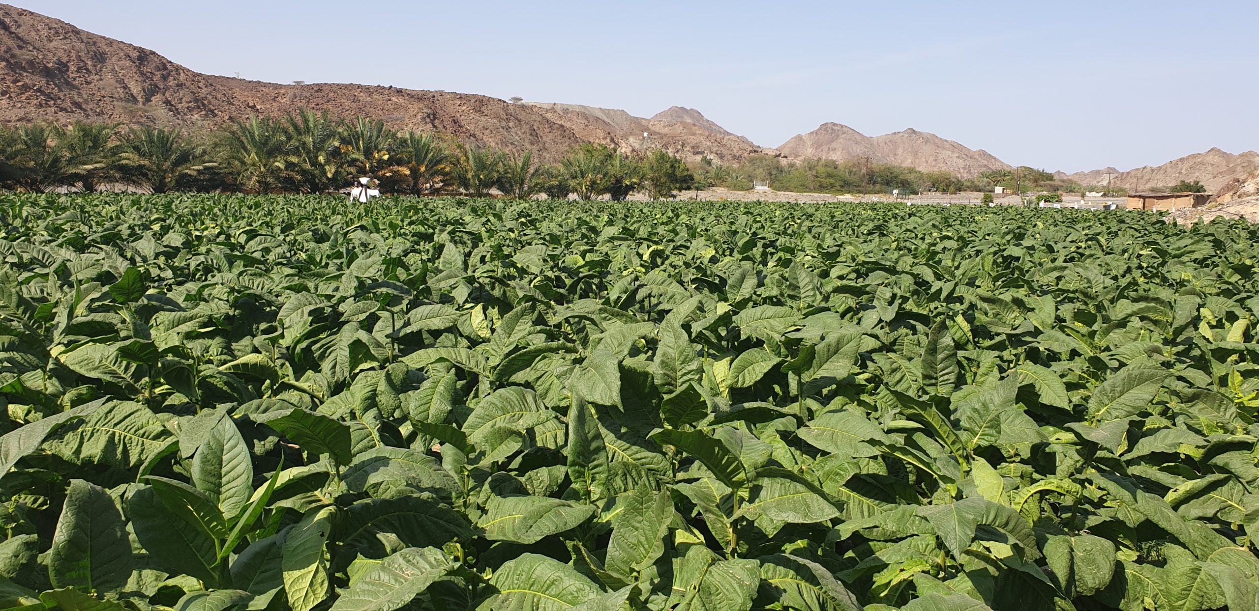 Dokha For Valentine's Day Medwakh Pipes in UK Enjoy Dokha