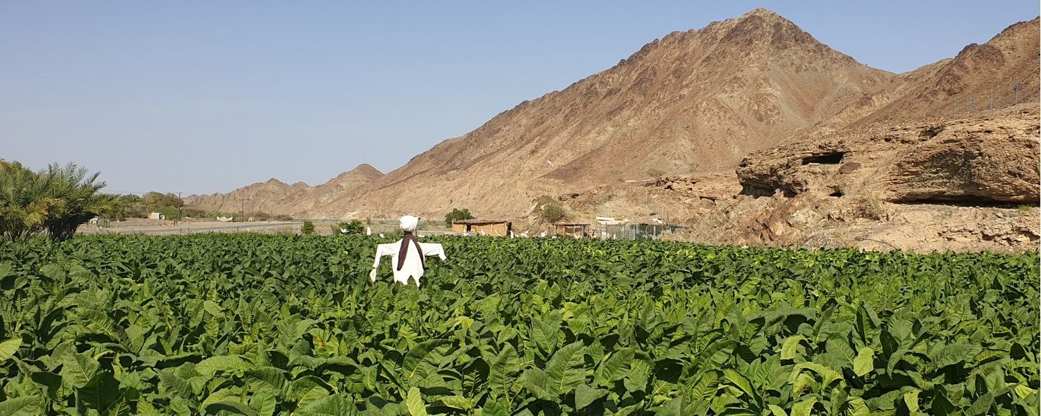 A Guide To Dokha Tobacco Authentic Dokha from the UAE Enjoy Dokha