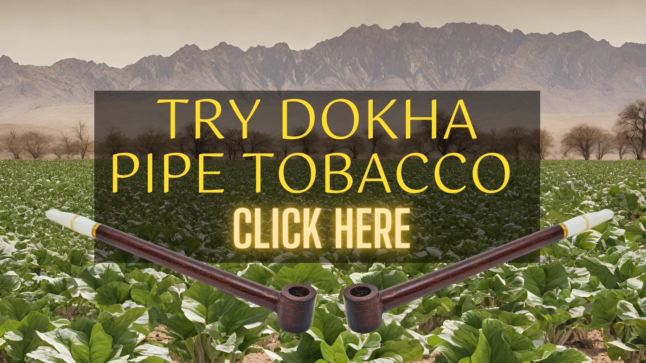 Visit our Dokha Pipe Tobacco Shop Now