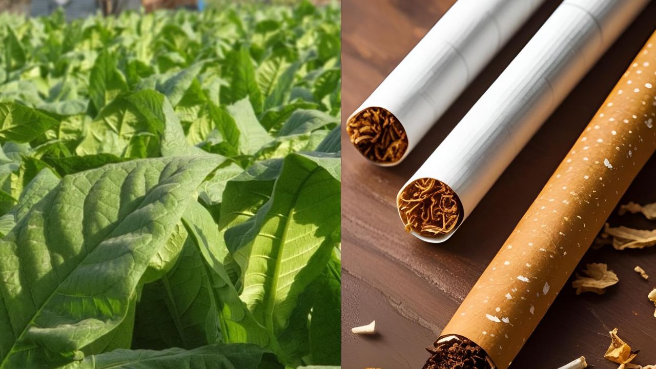 tobacco leaf vs cigarettes Dokha vs Cigarettes: Why UK Smokers Are Making the Switch